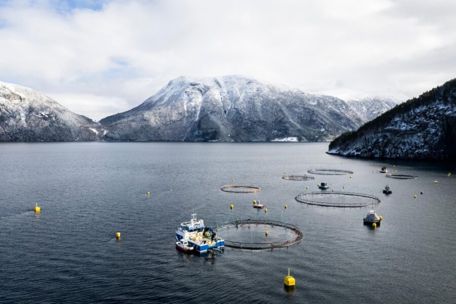 Den viktige kystnæringen: Stamfisk i produksjon ved sjøfasilitetene våre på Tingvoll