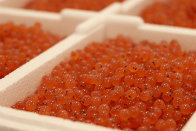 discovery points the way to flavobacteriosisresistant salmon